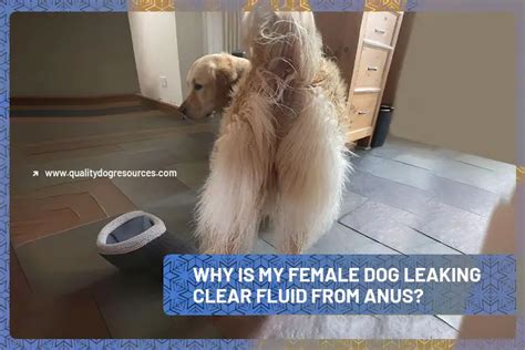 my dogs butt is leaking|Dog Leaking Clear Fluid from Anus: 8 Causes。